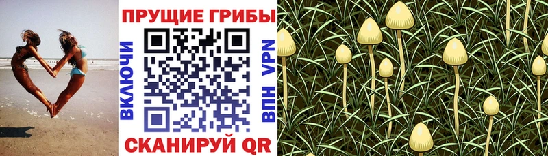 Галлюциногенные грибы Magic Shrooms  Партизанск 